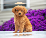 Puppy Charley Goldendoodle (Miniature)