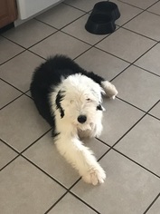 Old English Sheepdog Puppy for sale in HELENDALE, CA, USA