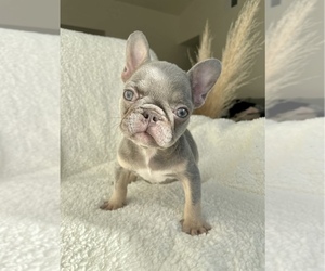 French Bulldog Puppy for sale in SACRAMENTO, CA, USA
