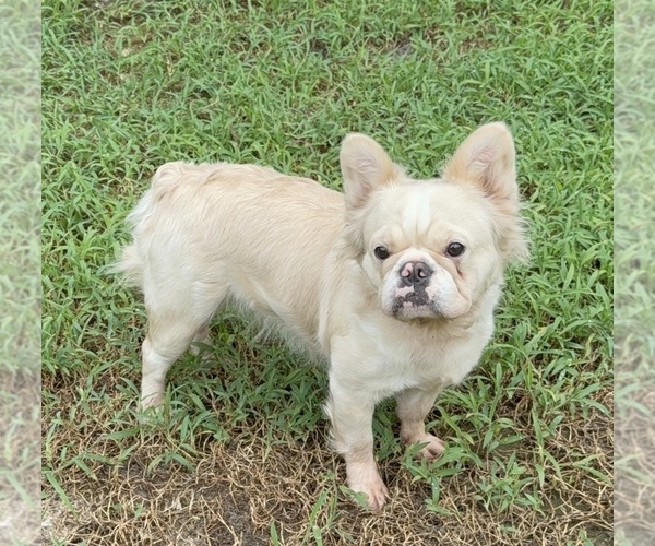 Medium Photo #1 French Bulldog Puppy For Sale in LORIS, SC, USA