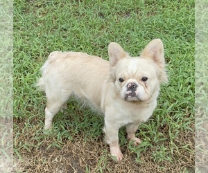 Mother of the French Bulldog puppies born on 09/21/2025