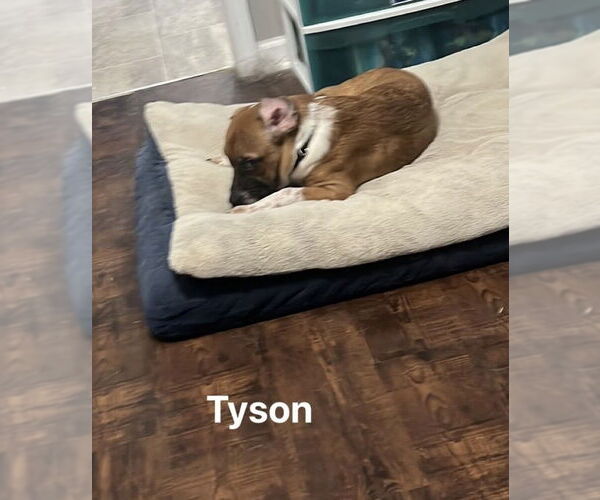 Medium Photo #19 Beagle-Mountain Cur Mix Puppy For Sale in Ridgefield, CT, USA