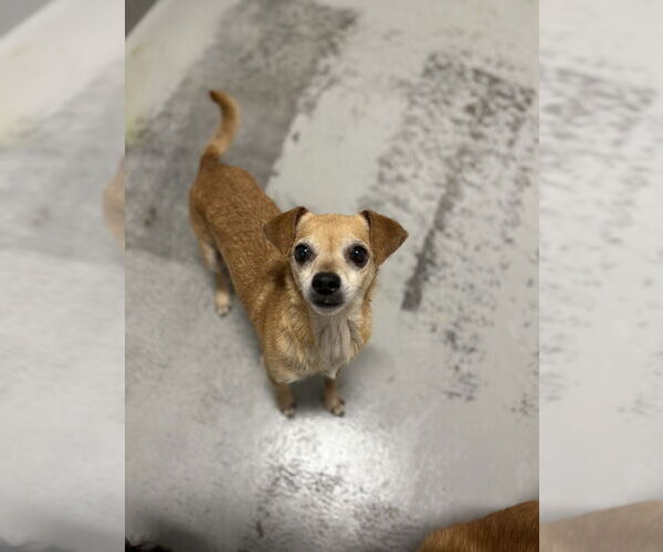 Medium Photo #3 Chihuahua Puppy For Sale in Studio City, CA, USA