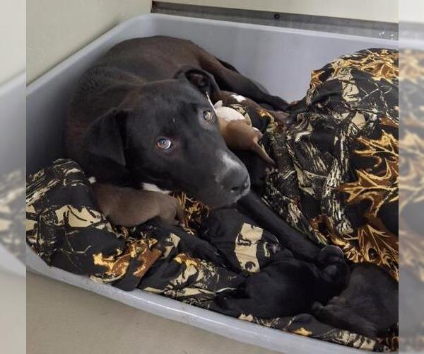 Medium Photo #2 Mutt Puppy For Sale in Bakersfield, CA, USA