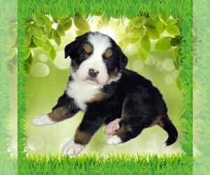 Medium Bernese Mountain Dog