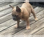 Small Photo #6 French Bulldog Puppy For Sale in SEBRING, FL, USA