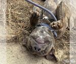 Small #1 Boxer Mix