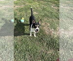 Small #1 American Staffordshire Terrier-Huskies  Mix