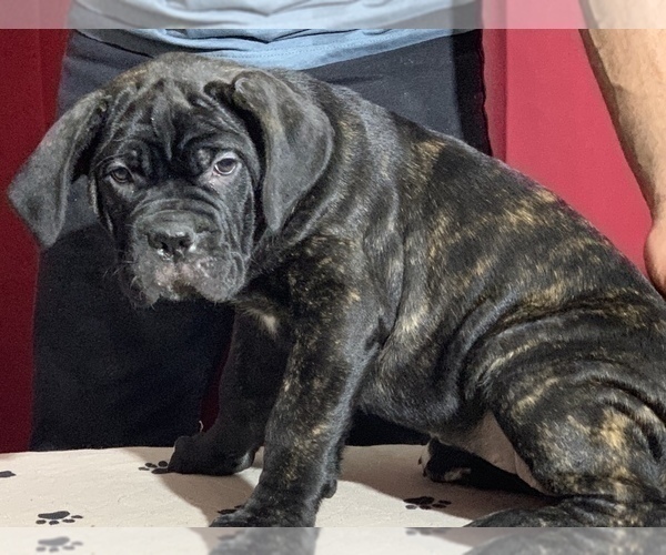 Medium Photo #85 Cane Corso Puppy For Sale in COTTAGE GROVE, OR, USA