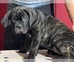 Small Photo #85 Cane Corso Puppy For Sale in COTTAGE GROVE, OR, USA