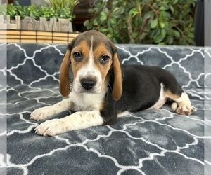 Beagle Puppy for Sale in GREENFIELD, Indiana USA