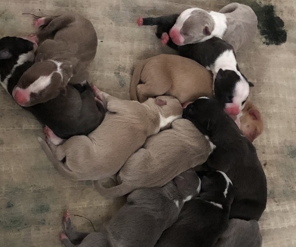 Medium Photo #1 American Bully Puppy For Sale in BROWN DEER, WI, USA