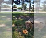 Small Mutt