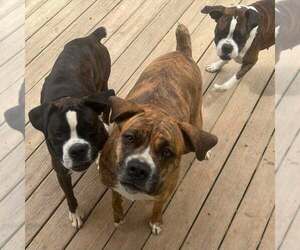 Boxer-Unknown Mix Dogs for adoption in Dumont, NJ, USA