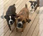 Small Boxer Mix