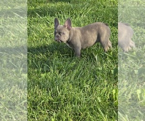 French Bulldog Puppy for sale in GREENEVILLE, TN, USA