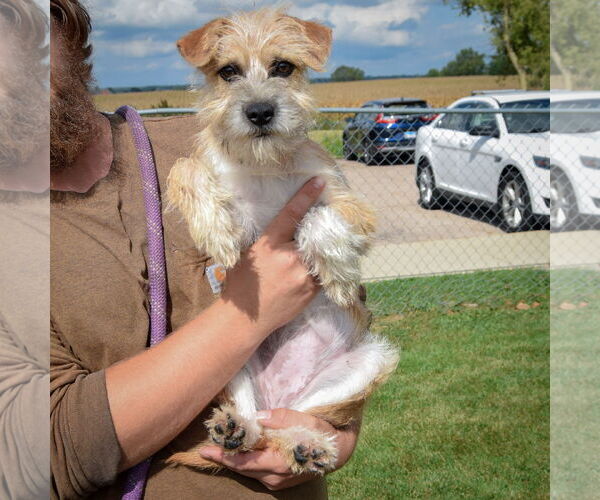 Medium Photo #3 Mutt Puppy For Sale in Huntley, IL, USA