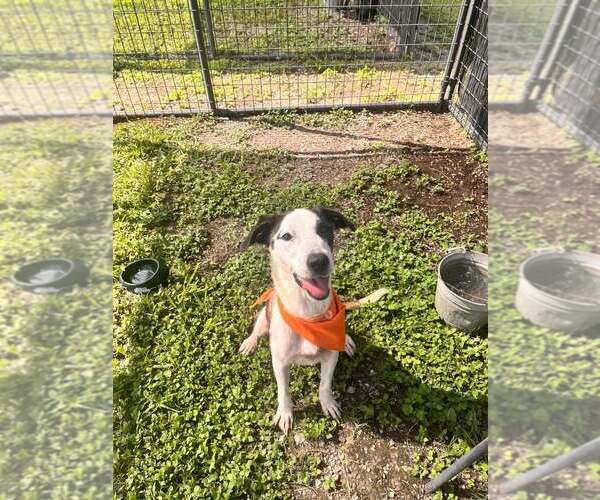 Medium Photo #3 Mutt Puppy For Sale in Abbeville, LA, USA