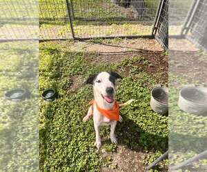 Bella - Female Mutt Dog for Adoption - Photo #3
