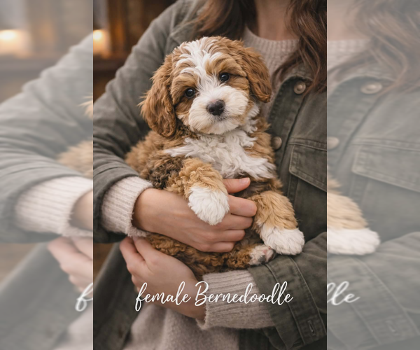 Medium Photo #1 Bernedoodle-Poodle (Miniature) Mix Puppy For Sale in MILLVILLE, MN, USA