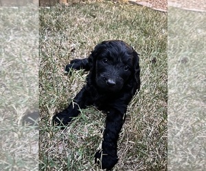 Golden Mountain Doodle  Puppy for Sale in HERMITAGE, Tennessee USA