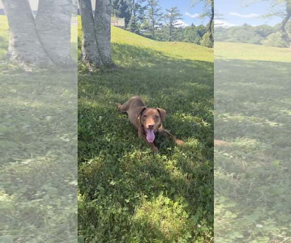 Medium Photo #2 Mutt Puppy For Sale in Shelburne, VT, USA