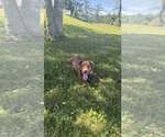 Small #1 Mutt