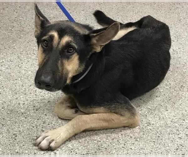 Medium Photo #1 German Shepherd Dog-Unknown Mix Puppy For Sale in Conroe, TX, USA