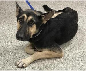 Labrador Retriever-Unknown Mix Dogs for adoption in Conroe, TX, USA
