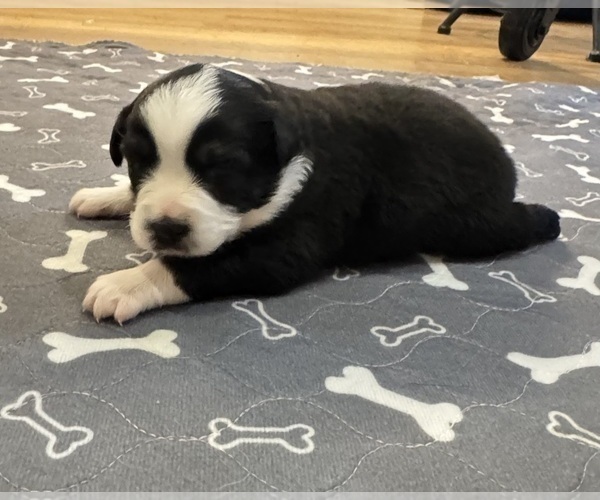 Medium Photo #13 Australian Shepherd Puppy For Sale in SALISBURY, NC, USA