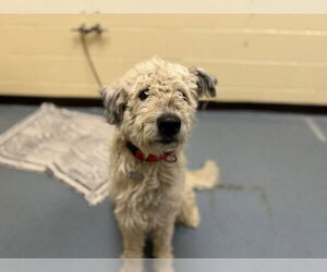 Poodle (Standard)-Unknown Mix Dogs for adoption in Denver, CO, USA
