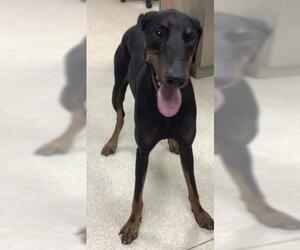 Doberman Pinscher Dogs for adoption in Riverside, CA, USA