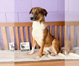 Catahoula Leopard Dog-Collie Mix Dogs for adoption in Genesee, WI, USA