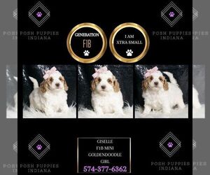 Goldendoodle (Miniature) Puppy for sale in WARSAW, IN, USA