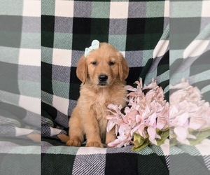 Golden Retriever Puppy for sale in CHRISTIANA, PA, USA