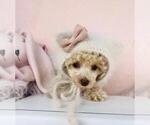 Small #2 Poodle (Toy)