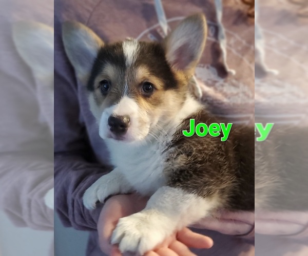 Medium Photo #1 Pembroke Welsh Corgi Puppy For Sale in GRAHAM, WA, USA