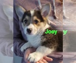 Puppy Joey Pembroke Welsh Corgi