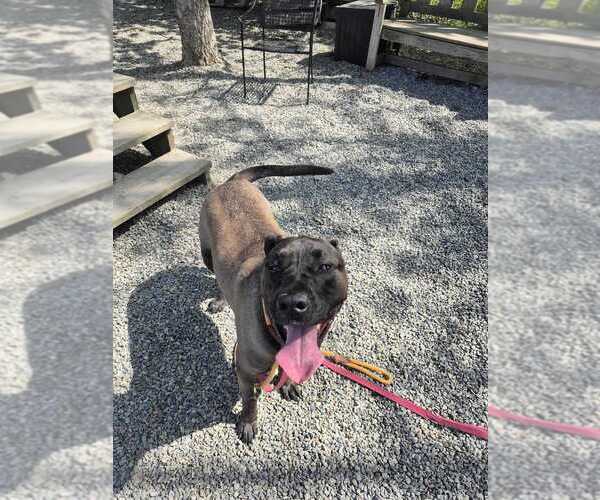 Medium Photo #3 Mutt Puppy For Sale in Elmsford, NY, USA