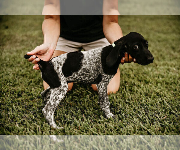 Medium Photo #5 German Shorthaired Pointer Puppy For Sale in GAINESVILLE, GA, USA