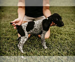Small Photo #5 German Shorthaired Pointer Puppy For Sale in GAINESVILLE, GA, USA
