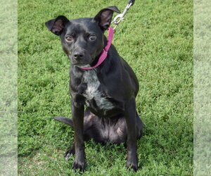 Luna - Female Mutt Dog for Adoption - Photo #4