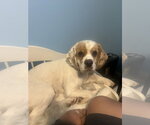Small #4 Cocker Spaniel