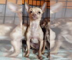 Small #1 Chihuahua
