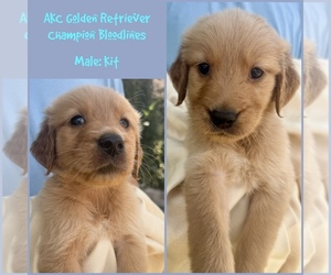 Golden Retriever Puppy for sale in SUGAR LAND, TX, USA