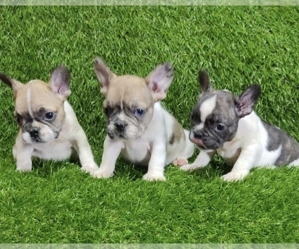 Medium Photo #5 French Bulldog Puppy For Sale in TAMPA, FL, USA