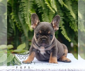 French Bulldog Puppy for sale in NARVON, PA, USA