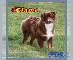 Image preview for Ad Listing. Nickname: Flame