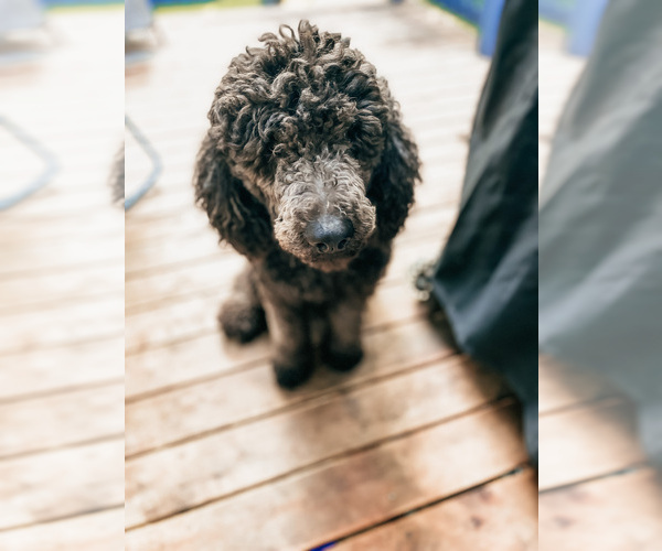 Medium Photo #2 Poodle (Standard) Puppy For Sale in COEUR D ALENE, ID, USA