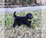 Small Photo #4 Goldendoodle Puppy For Sale in CARTHAGE, TX, USA